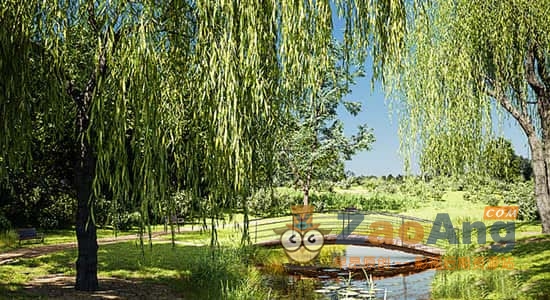 Botaniq Tree And Grass Library V6|Blender花草树木植物绿化模型预设